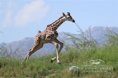 Miraculous Giraffe Calf Born At Living Desert Zoo Zooborns