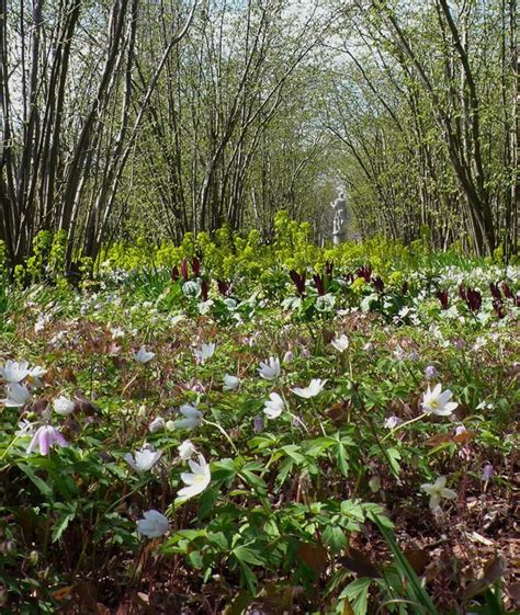 Woodland Plants That Bloom In Dappled Light Under Trees Gardenista