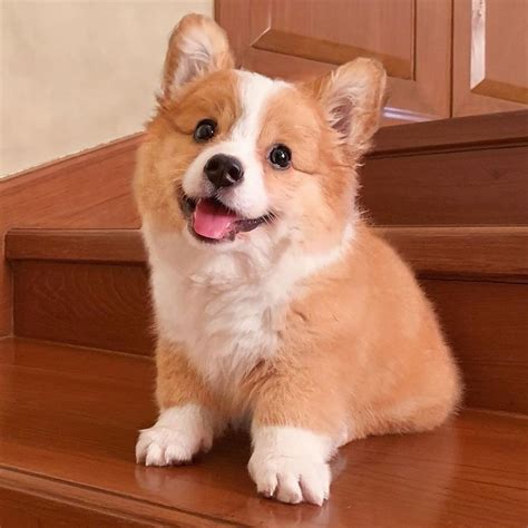 Corgi Puppies Postadsph