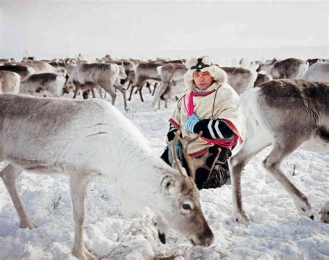 Photos For Scandinavias Sami People Reindeer Still Reign Reindeer