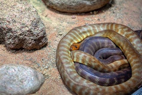 Woma Python Care Appearance Temperament And Breeding Az Reptiles