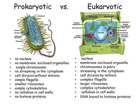 Principal Differences Between Prokaryotic Cells And Eukaryotic Cells