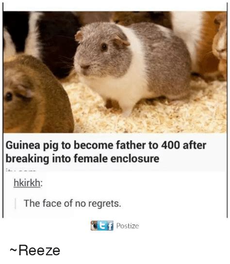 Guinea Pig To Become Father To 400 After Breaking Into Female Enclosure