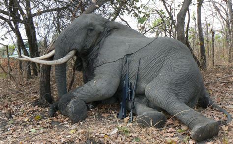 In Pictures Trophy Hunting In Africa Environment The Guardian