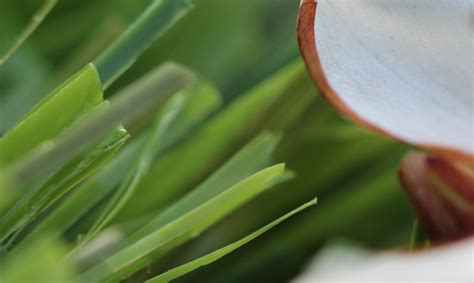 Artificial grass installation can take from 5 to 12 hours on average to install on any small to average size lawn. Artificial Turf Artificial Grass Tucson, Arizona