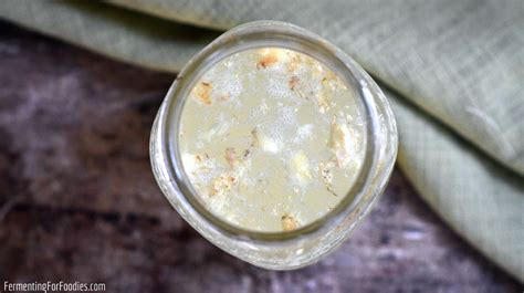 How To Make A Ginger Bug Starter Fermenting For Foodies