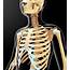 Human Skeletal System Photograph By Pixologicstudio