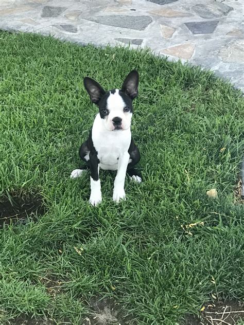 Find the perfect boston terrier puppy for sale in california, ca at puppyfind.com. Boston Terrier Puppies For Sale | Atwater, CA #300832