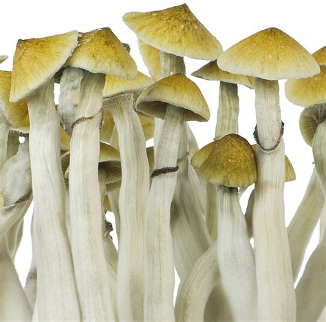 Mushroom Grow Kit Ready To Grow Innervisions
