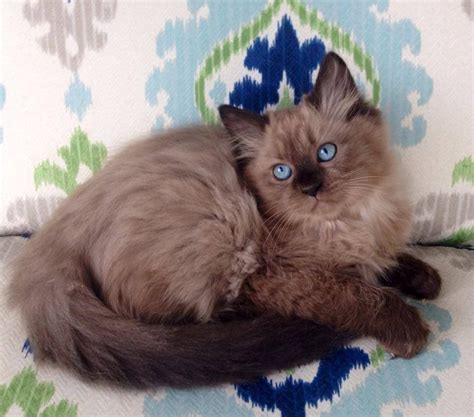 Ragdoll Cats In Many Colors And Patterns Jamilas Ragdolls Cute