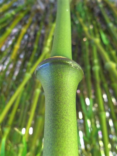 Free Photo Bamboo Knot Bamboo Node Green Free Image On Pixabay
