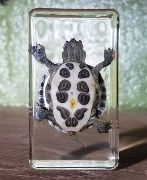 Turtle In Acrylic Resin Turtle Specimen Hatchling Oddities