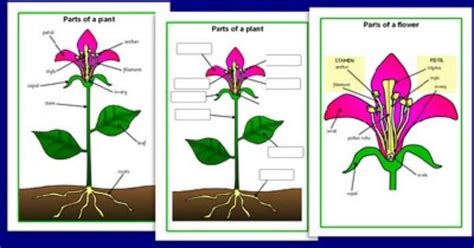 Here's a simple case study: simple diagram of a plant for kids | science for kids ...