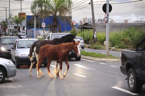 Pedestre E Animais Soltos Na Via São Condições Adversas De