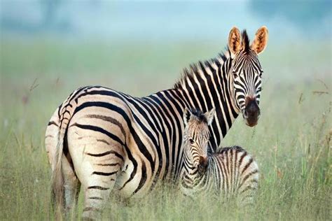 A Zebra Mom With Her Baby Zebra Photographic Print Shllabadibum