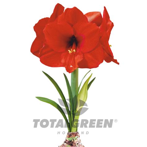 Bulb Grow Kits Totalgreen Holland