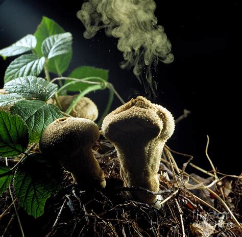 Puffball Releasing Spores Photograph By Nigel Cattlin Fine Art America