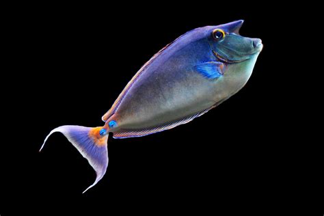 무료 이미지 대양 다이빙 색깔 화려한 바다 동물 산호초 암초 척골가 있는 이국적인 수중 세계