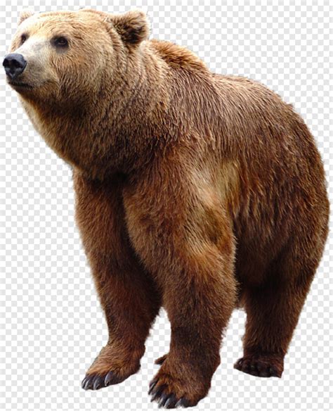 Cute Bear Standing Bear Bear Face Smokey The Bear Bear Grizzly