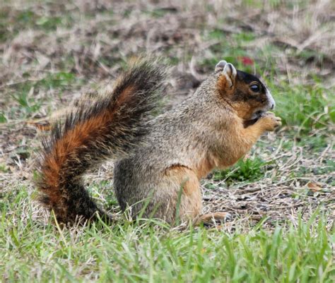 Parkers Barkers Floridas Endangered Sherman Fox Squirrel