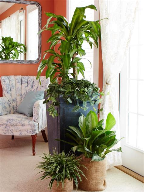 Distance for planting a maple tree at home depending on the variety of maple you choose to plant near your home, you will need to plant it at a different minimum distance from your home. Great Indoor Trees | HGTV