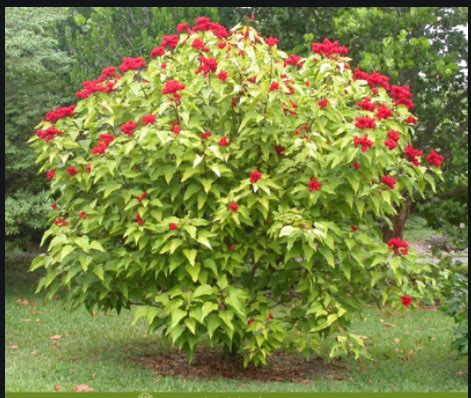 Makanan berat yang dimaksud di sini adalah makanan yang biasa disajikan sebagai makanan pokok ya, misalnya nasi, sayur, dan sebagainya. "Annato / Kesumba Keling" Pewarna Makanan Alami - Akademi PIM