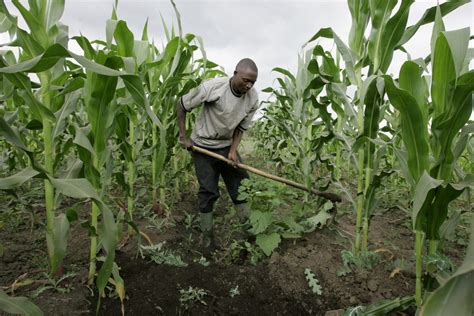 How To Boost Nigerian Economy Through Agriculture Wealth Result