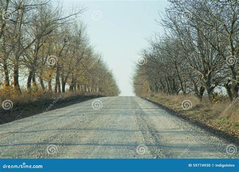 Gravel Road Through The Forest Stock Photo Image Of Trip Landscape