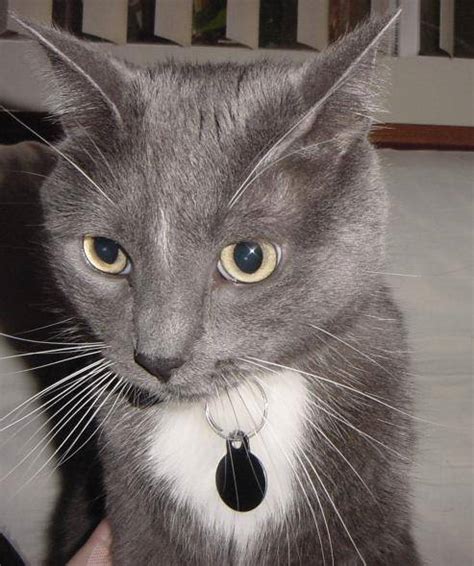 Adopted Stunning Russian Blue Tuxedo Mix Cat Minneapolis Mn Meet