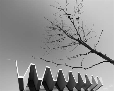 Wallpaper Black And White Monochrome Photography Branch Tree Sky