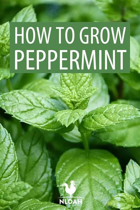 How To Plant And Grow Peppermint New Life On A Homestead Peppermint