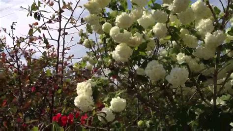 Pianta con fiori rossi fiori rossi da giardino: Pianta con fiori a forma di palla - YouTube