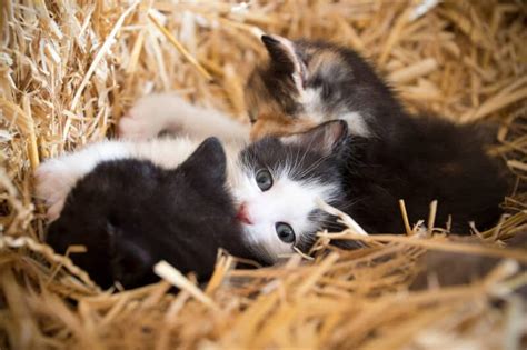 Should You Get A Barn Cat Pros And Cons To Consider