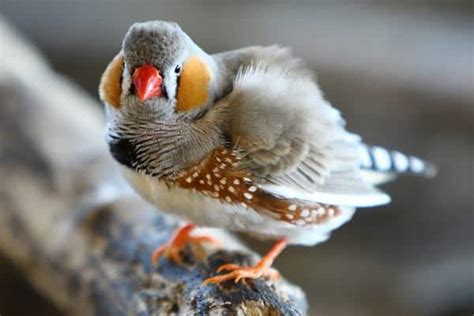 25 Interesting Zebra Finches Facts That Will Amaze You - Tail and Fur
