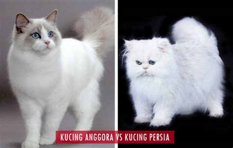 8 Perbedaan Kucing Anggora Dan Persia Dalam Tabel Dan Gambar Dan