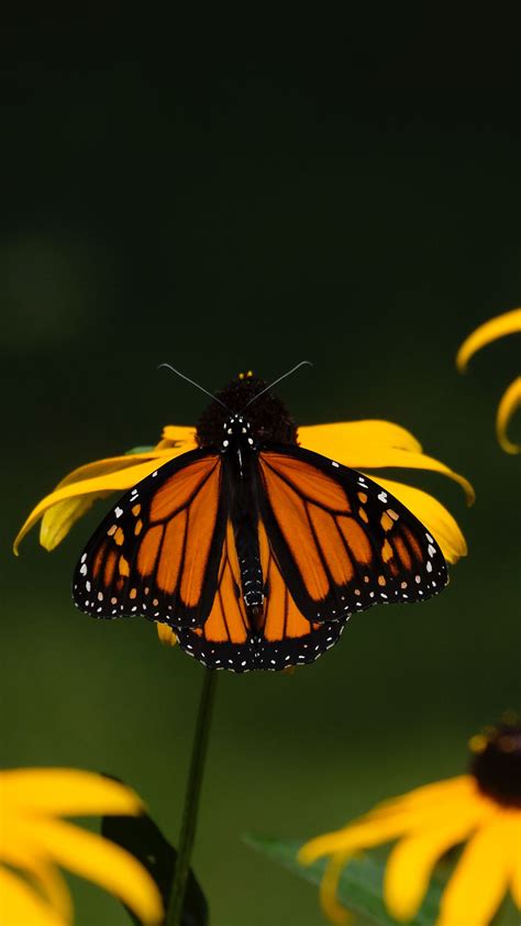 Download Wallpaper 1350x2400 Monarch Butterfly Flowers Macro Yellow