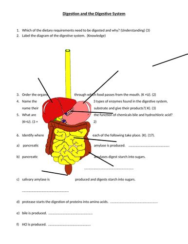 Gcse Biology Digestion And The Digestive System Teaching Resources