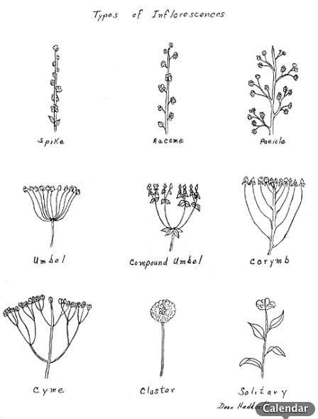 Plant Drawings Uploaded By User Plant Drawing Flower Drawing Simple
