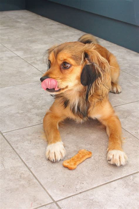 Healthy Homemade Peanut Butter Dog Treats My Fussy Eater Easy