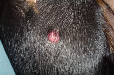 Benigni Dog Benign Tumor