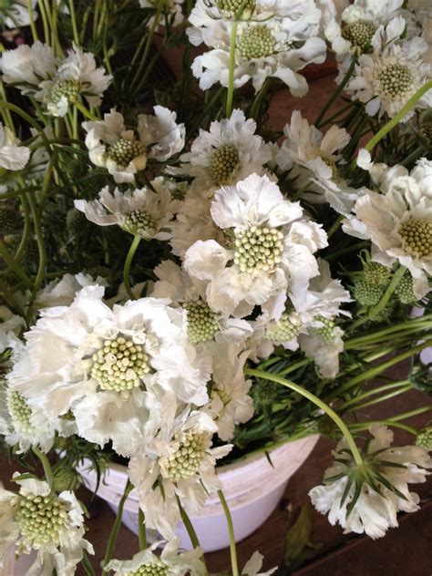 Custom made to match your outfit! Scabiosa-white | Wholesale flowers, Wedding flowers ...