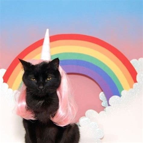 20 Best Caticorns Images On Pinterest Unicorn Cat Unicorns And Cats
