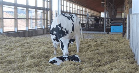 what happens when a calf is born drink