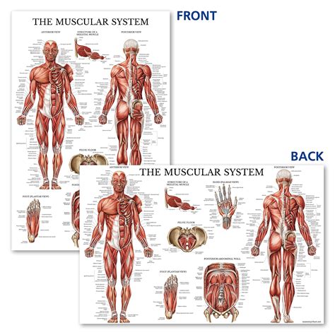 Palace Learning Pack Anatomical Poster Set Laminated Muscular Sexiz Pix