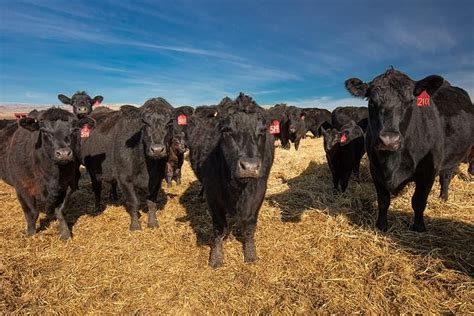 20 Photos Of Cattle Drive Todd Klassy Photography