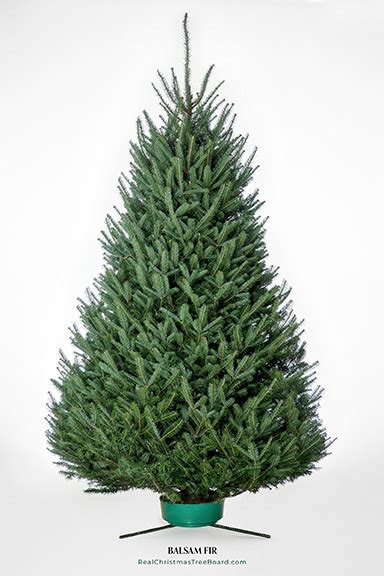 Traditional Balsam Fir Christmas Trees For Sale Fresh Selection