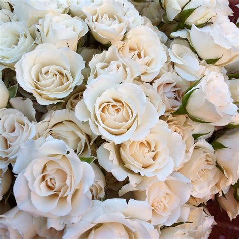 Beautiful White Majolica Spray Rose Used In Table Centres Spray Roses