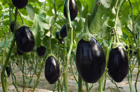 Eggplants How To Plant And Grow Eggplants The Old Farmer S Almanac