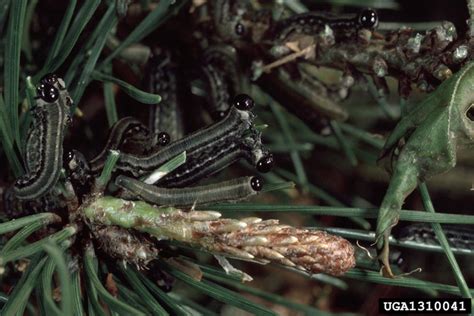 European Pine Sawfly Neodiprion Sertifer