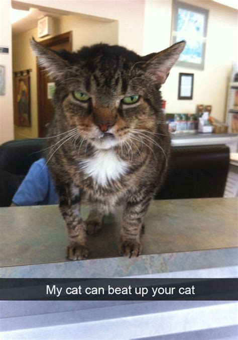 These Funny Cat Snapchats Will Definitely Boost Your Mood 53 Pics